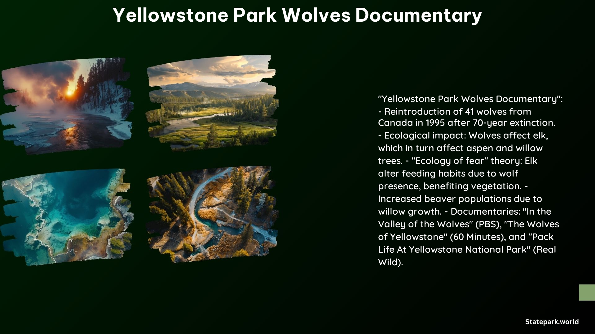 Yellowstone Park Wolves Documentary