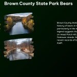 Brown County State Park Bears