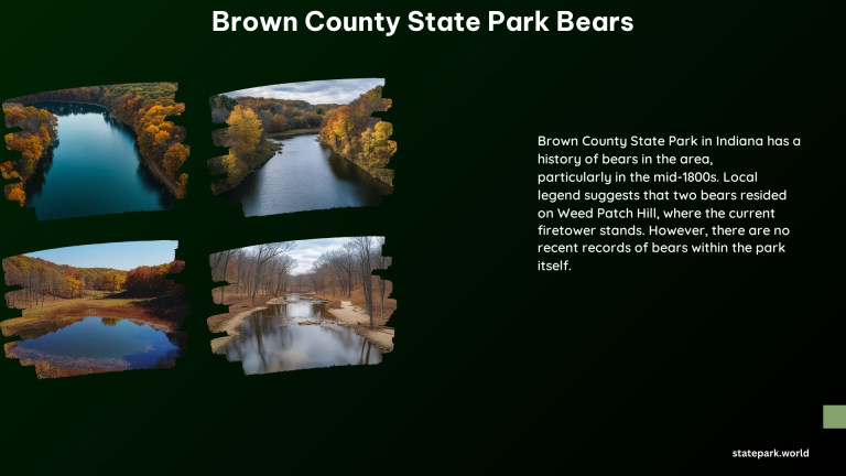 Brown County State Park Bears