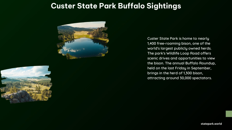 Custer State Park Buffalo Sightings