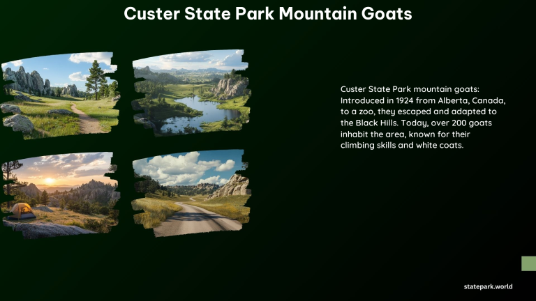 Custer State Park Mountain Goats