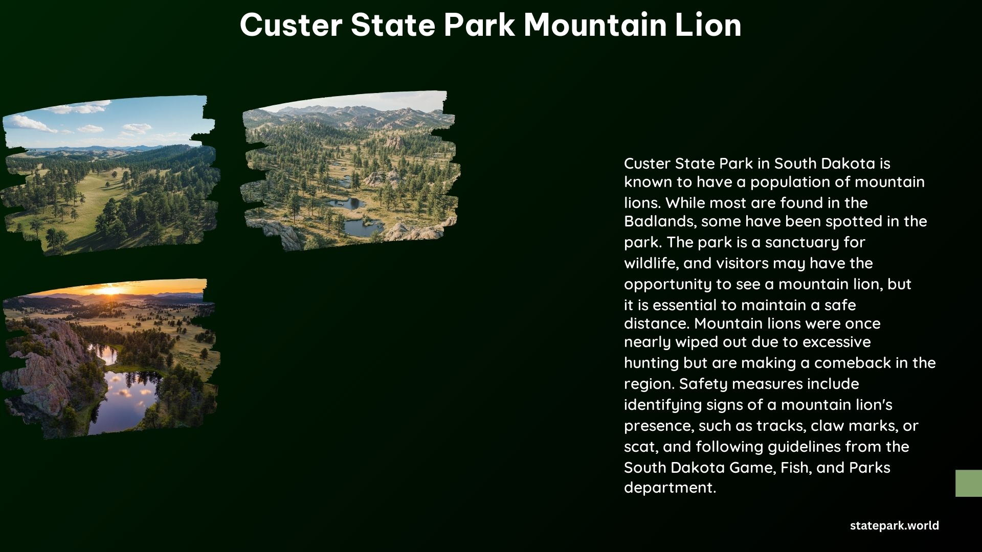 Custer State Park Mountain Lion