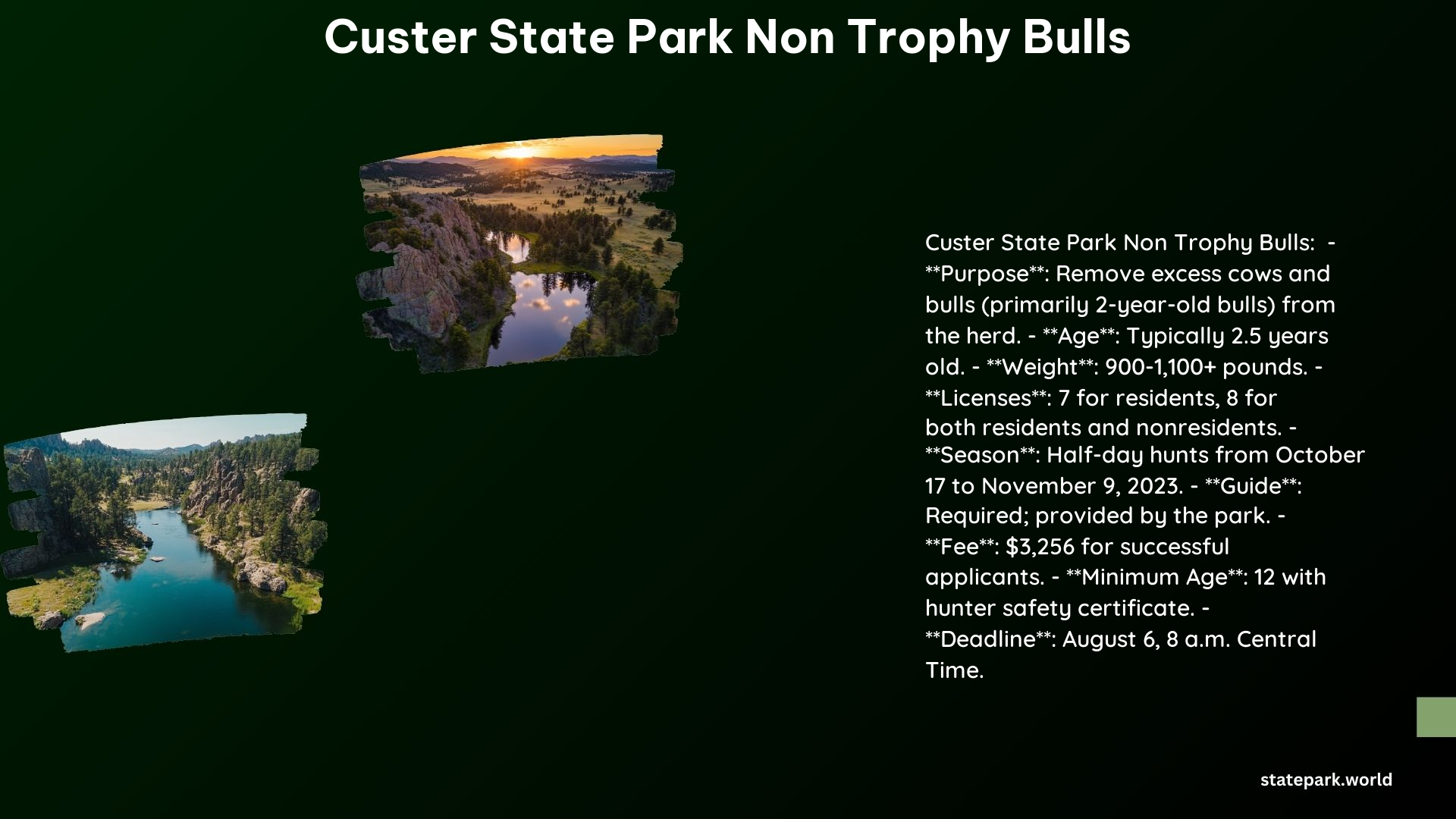 Custer State Park Non Trophy Bulls