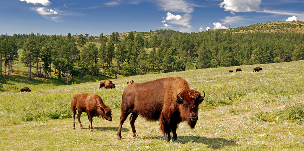 Custer State Park Gift Shop