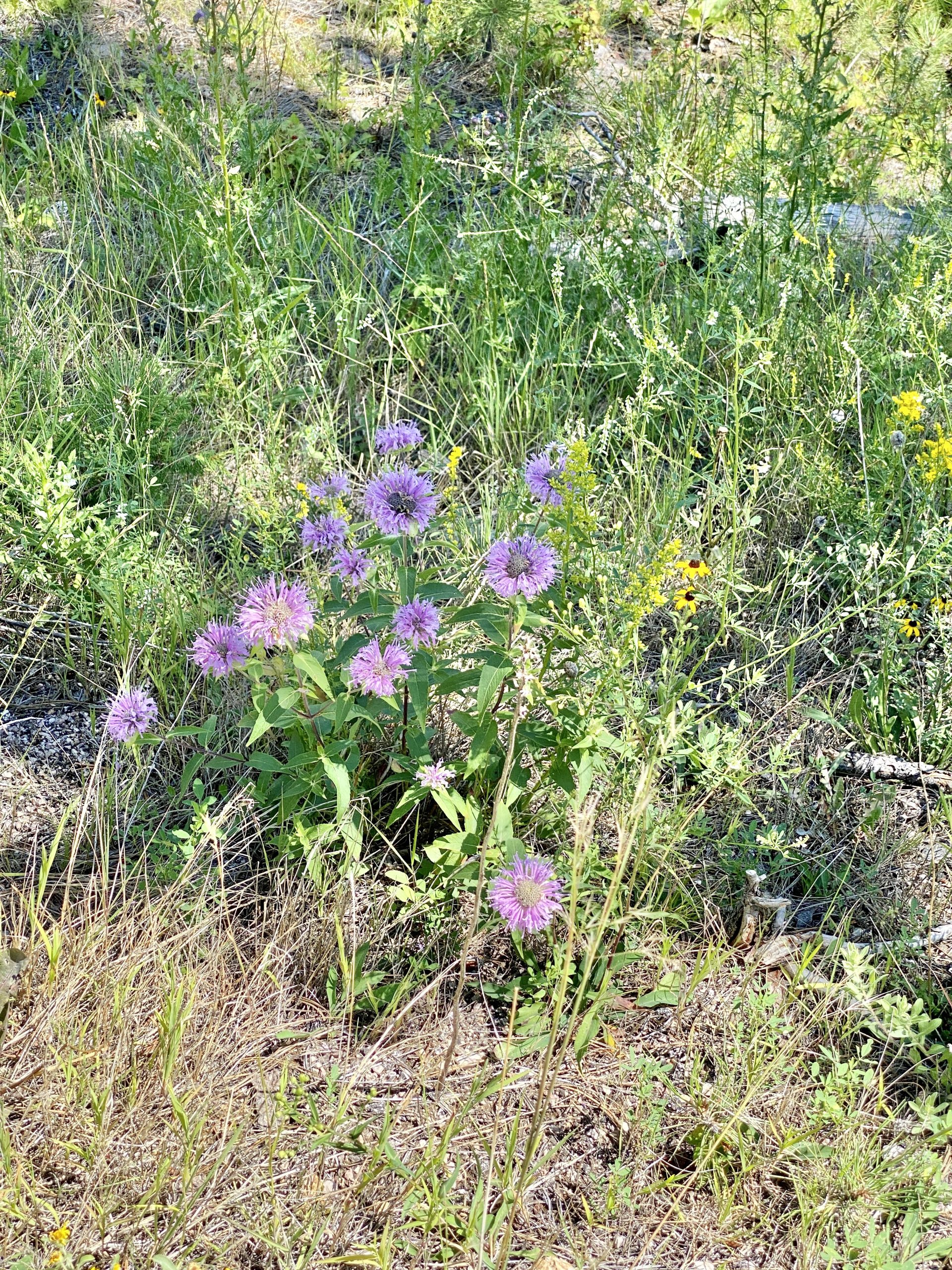 Custer State Park Restrooms