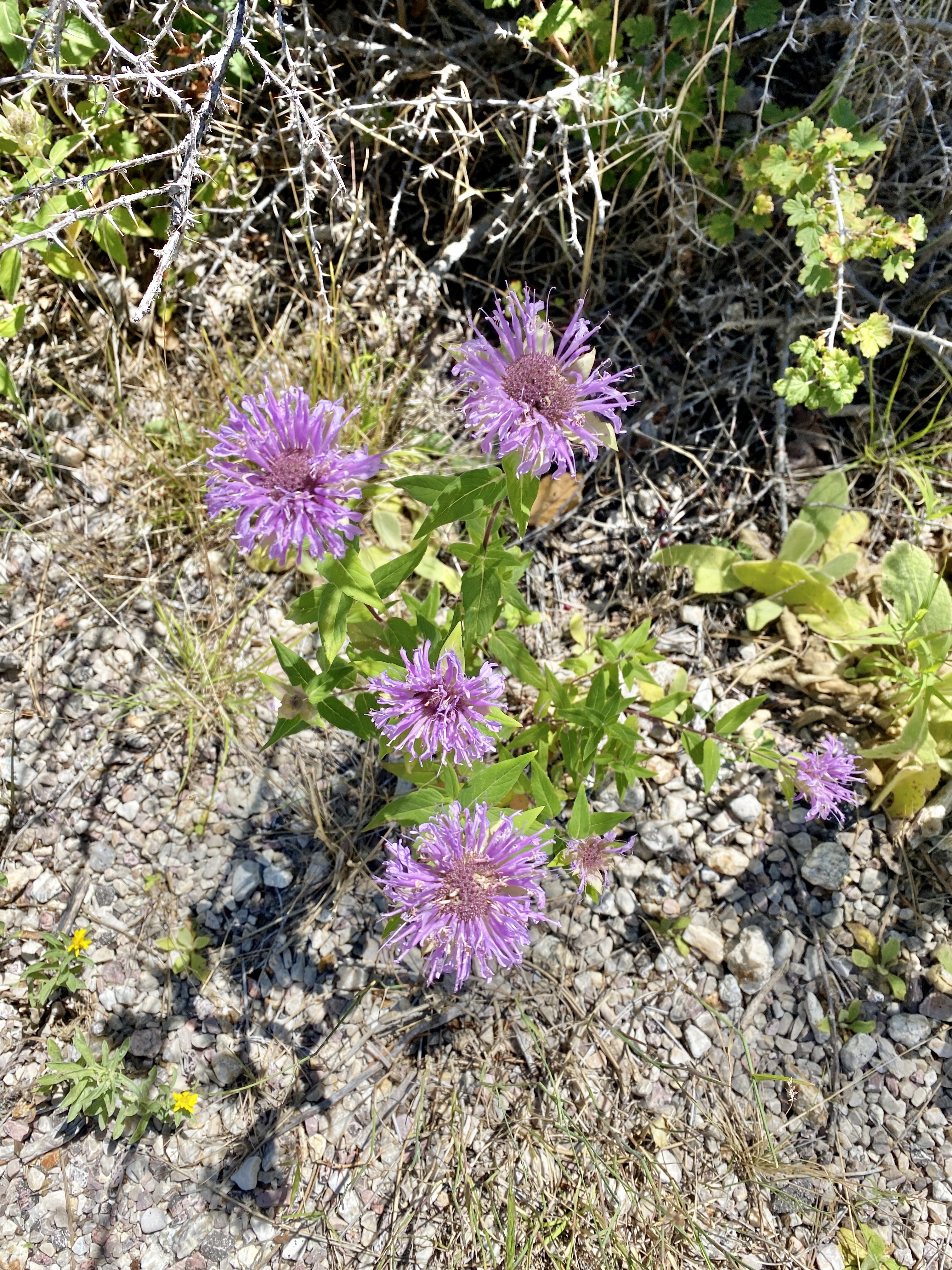 Custer State Park Altitude