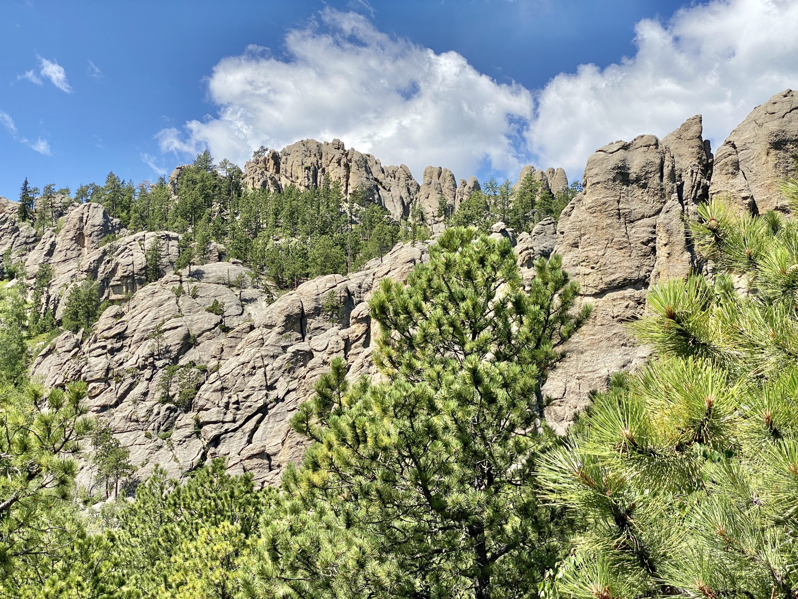 Tour Guides at Custer State Park