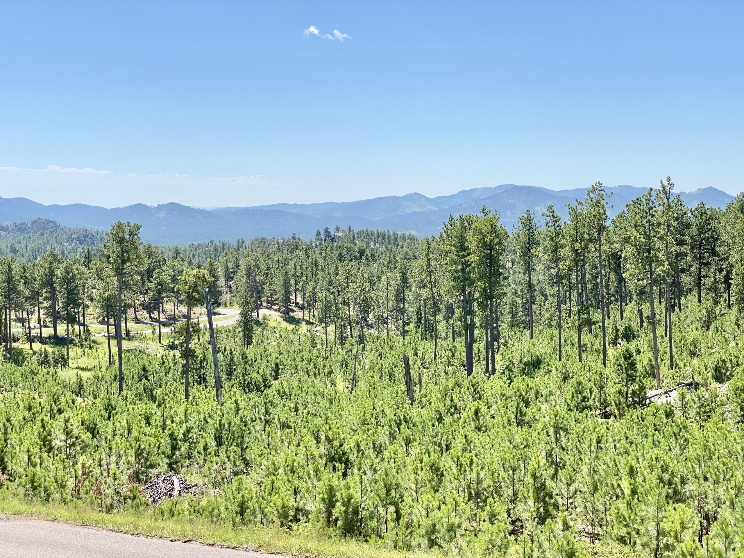 Custer State Park Buffalo Sightings