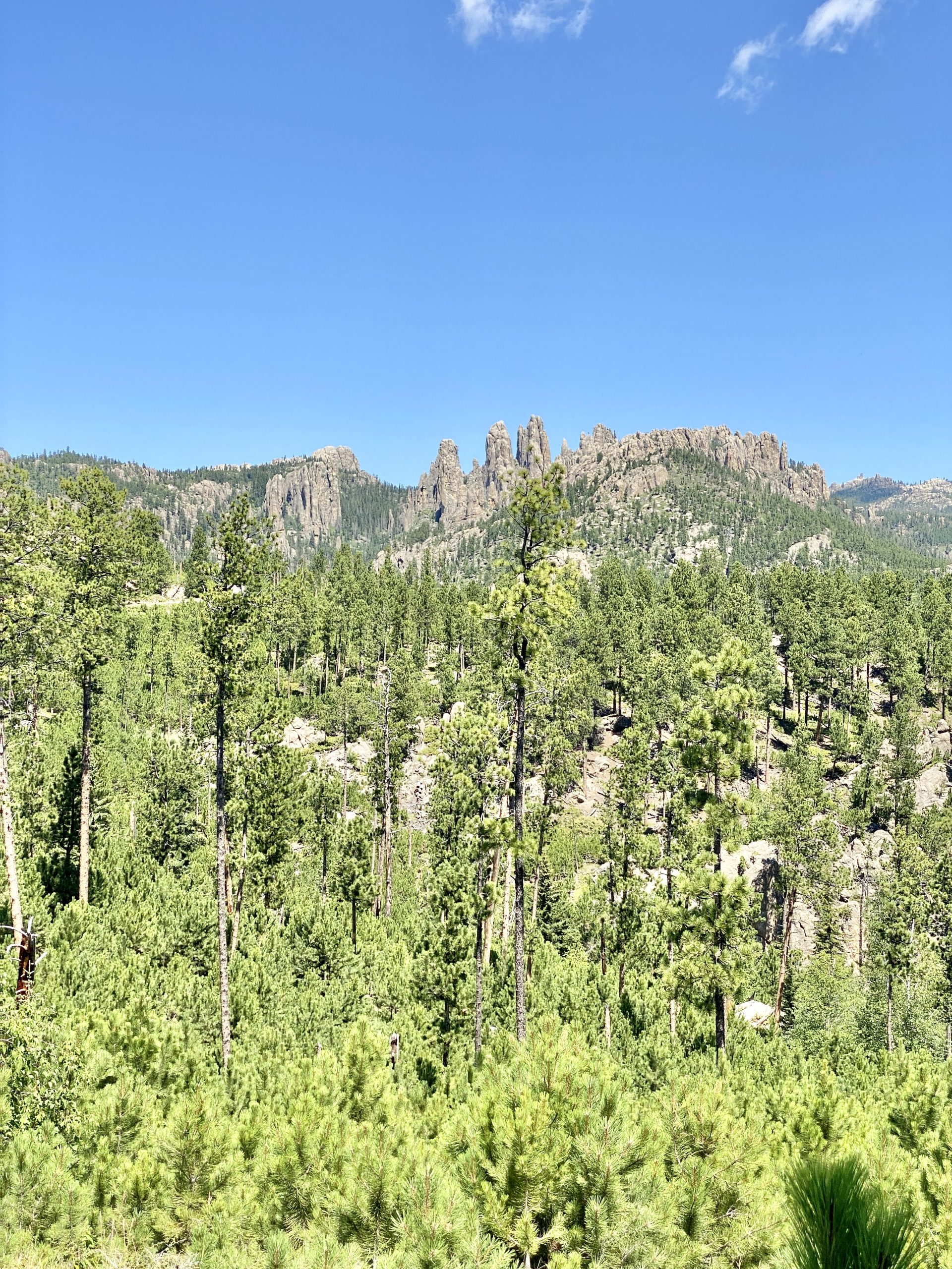 Custer State Park Firewood