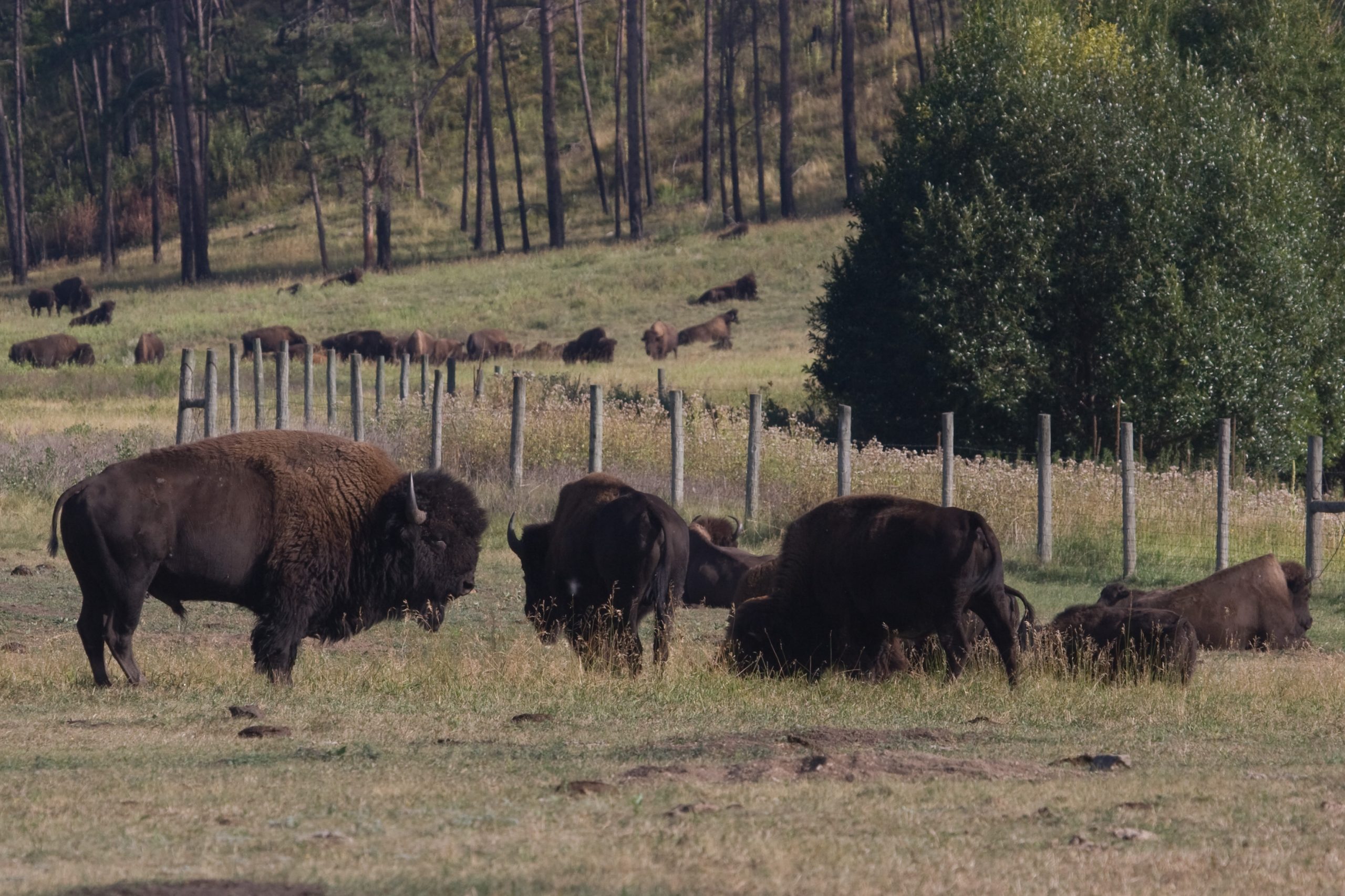 Elevation of Custer State Park