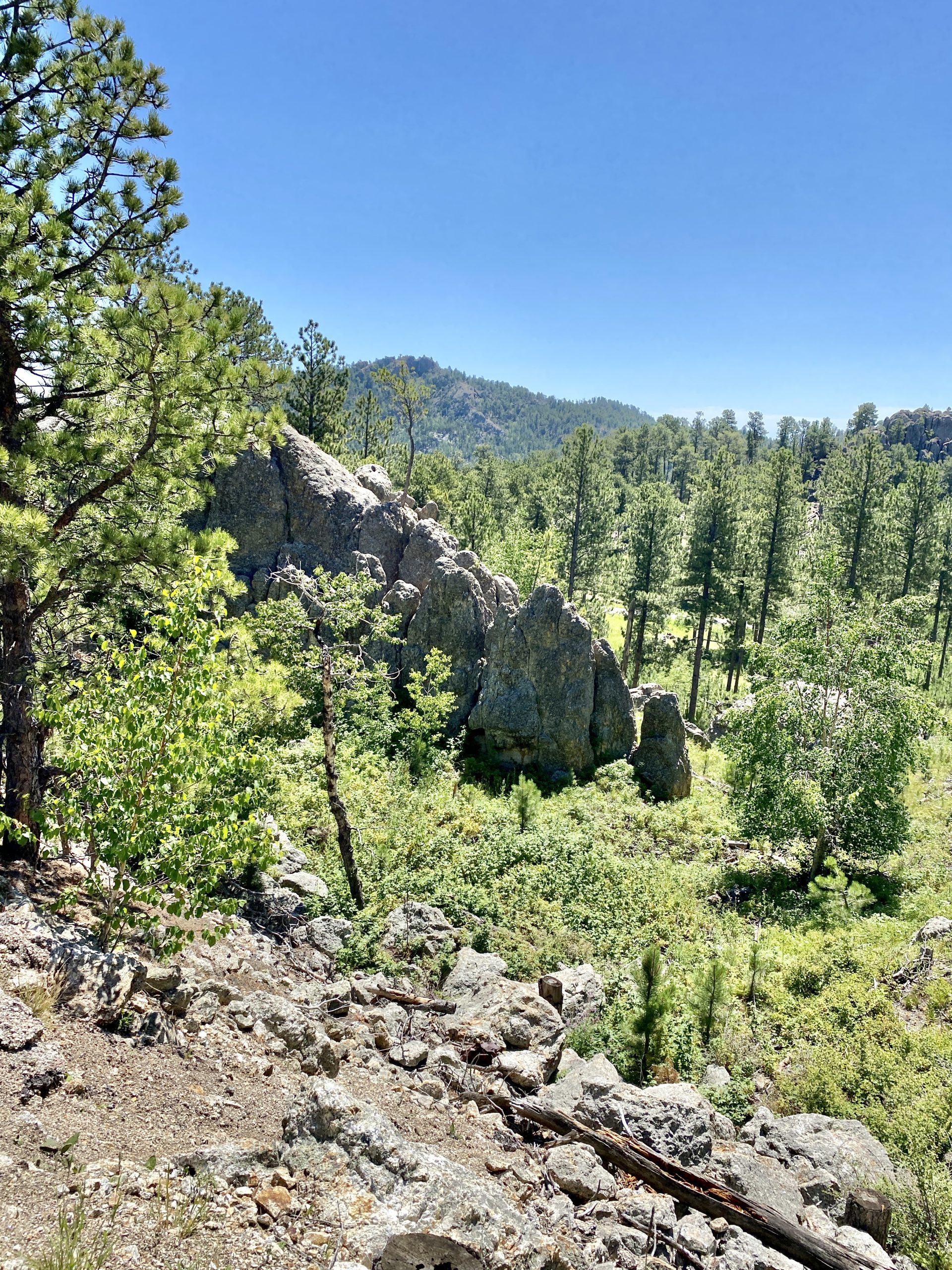 Custer State Park Buffalo Run