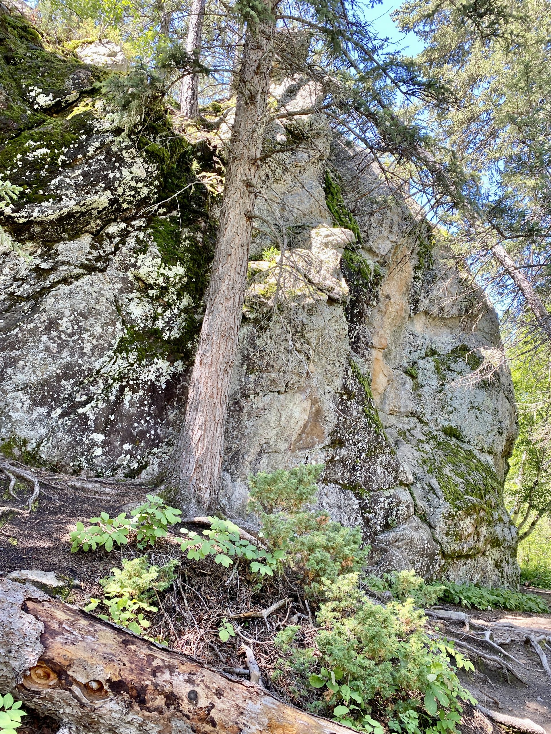 Is Custer State Park in Black Hills National Forest