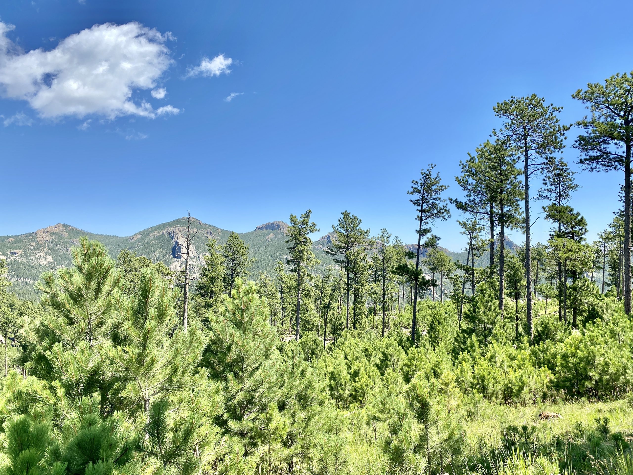 Lakota Lake Custer State Park