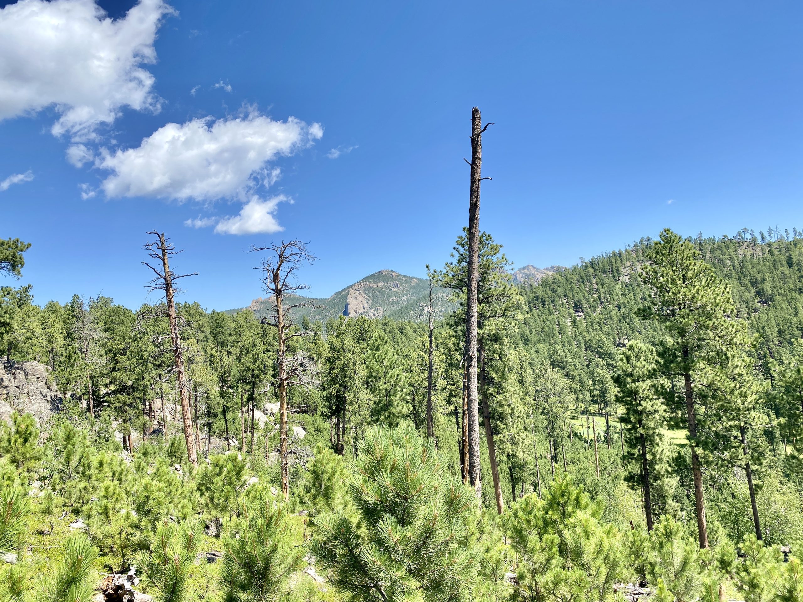 Custer State Park History