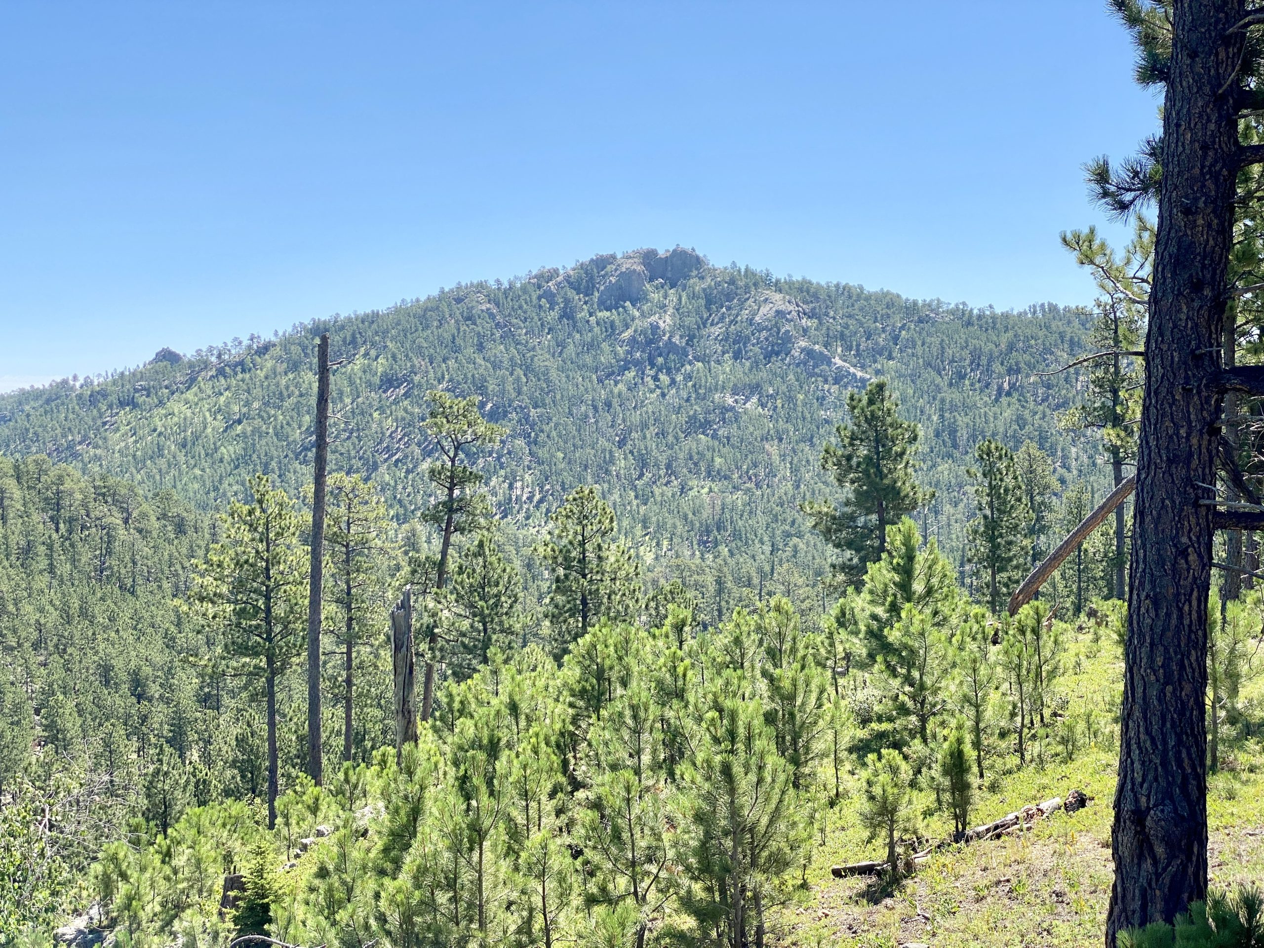 Custer State Park Highest Peak