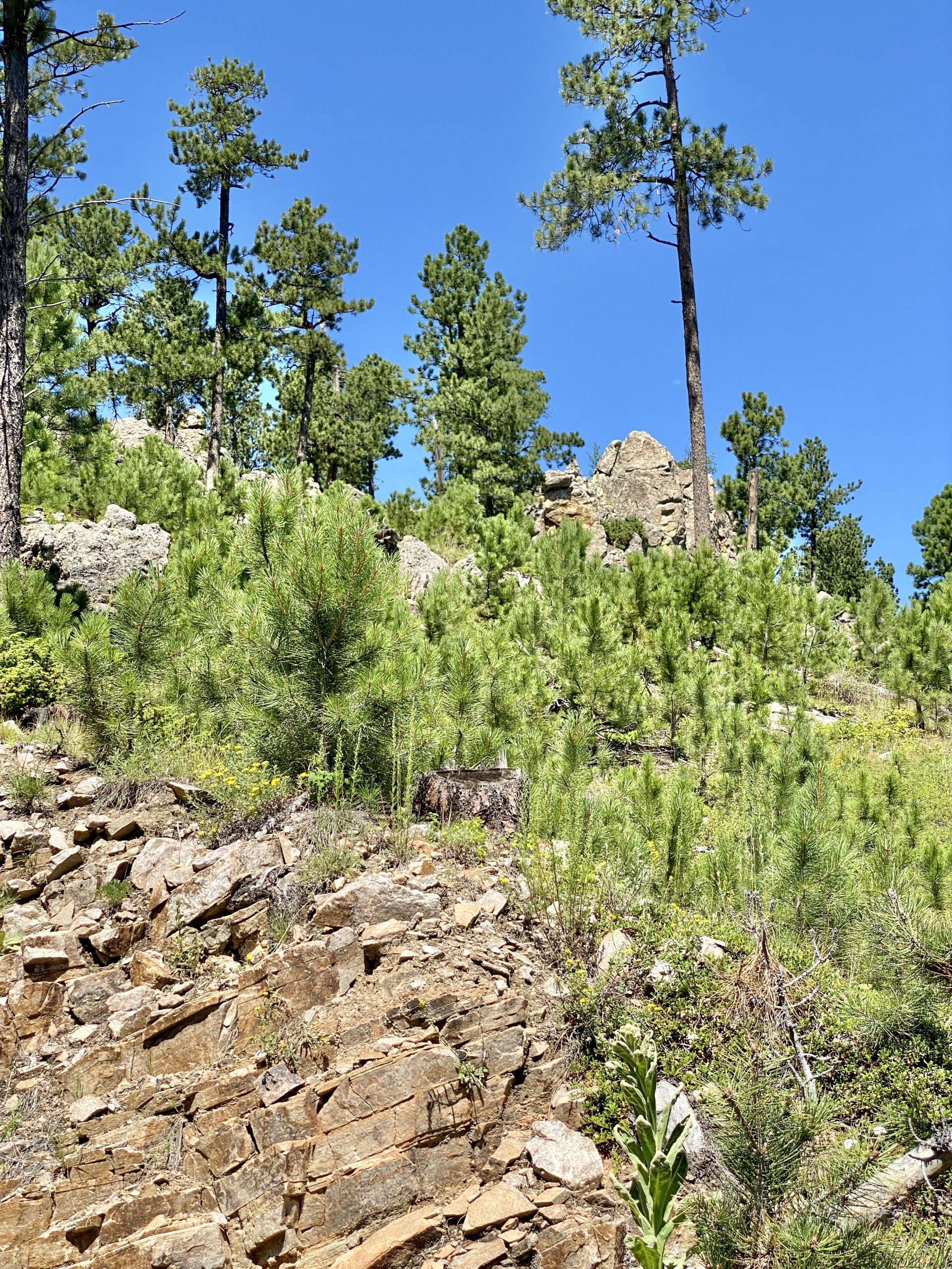 Custer State Park Facts for Kids