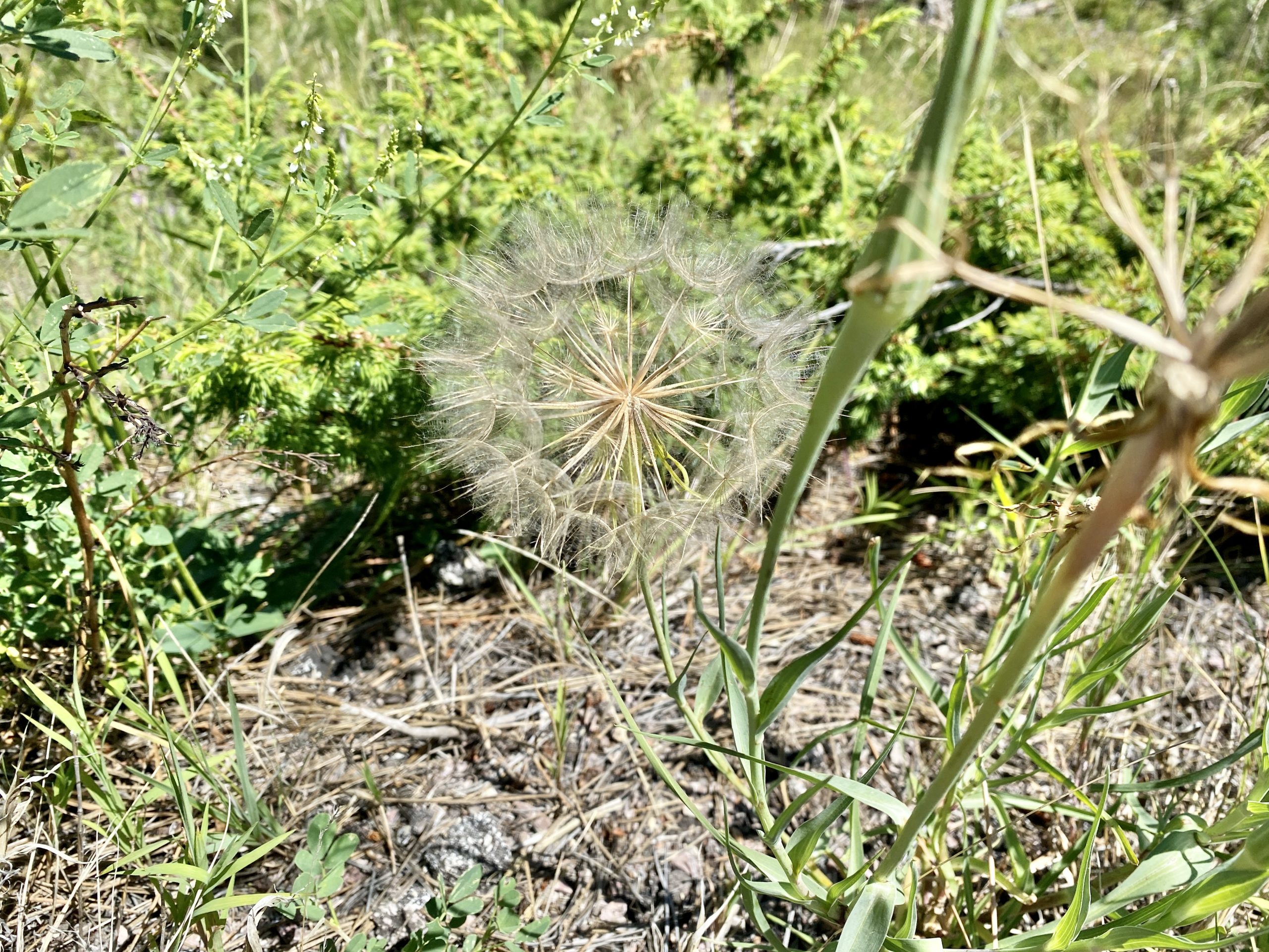 When Was the Last Fire in Custer State Park