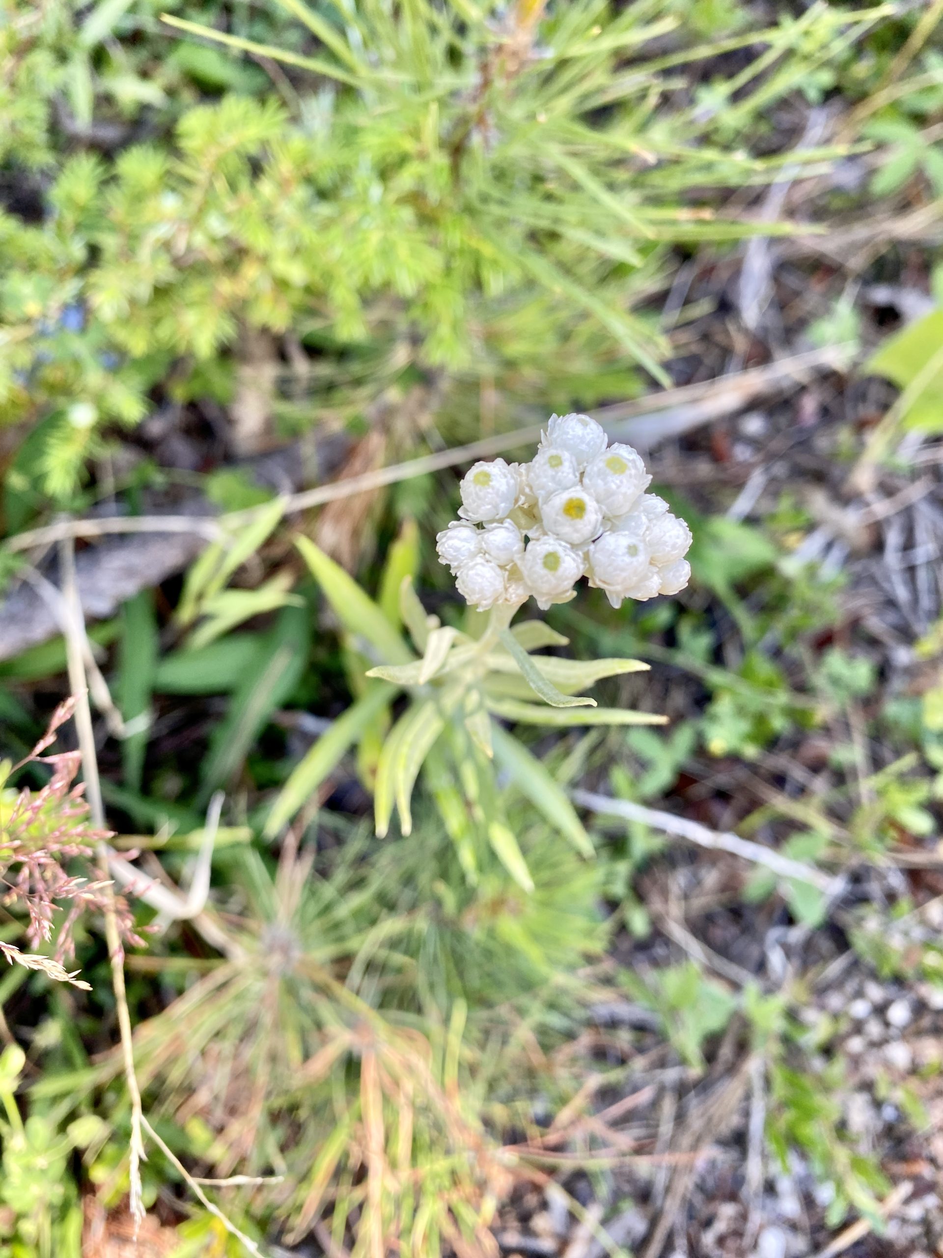 Custer State Park Patch