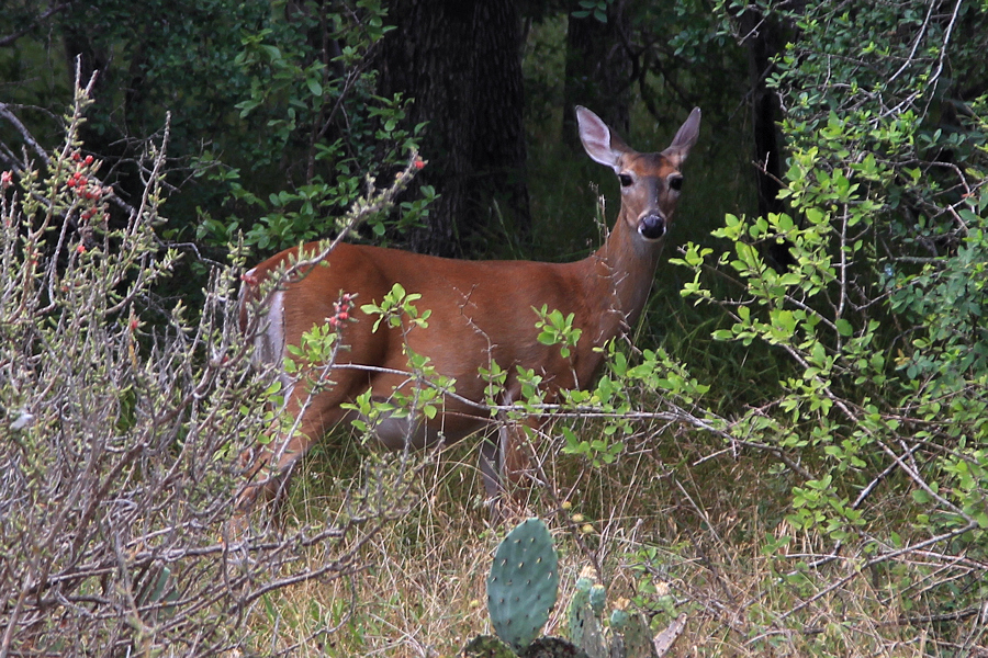 Austin to McKinney Falls State Park