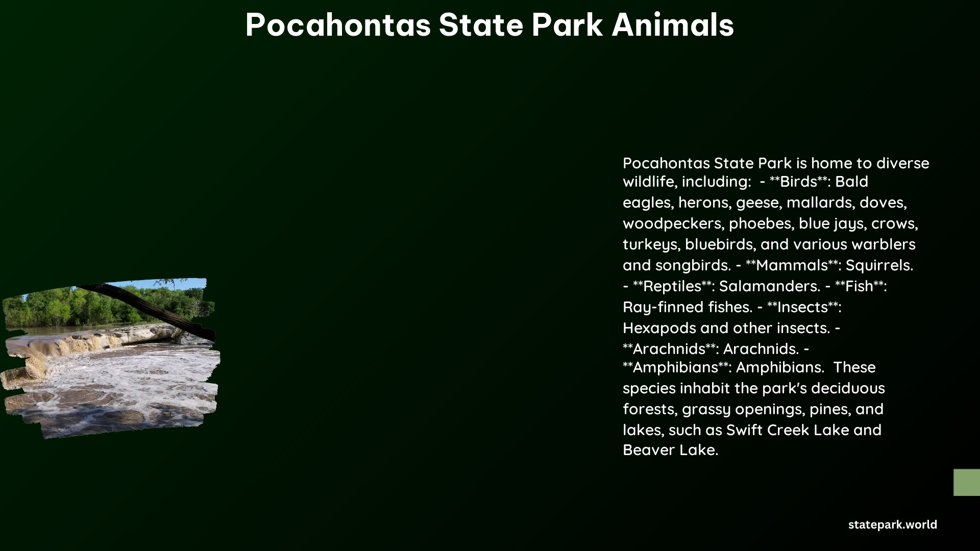 Pocahontas State Park Animals