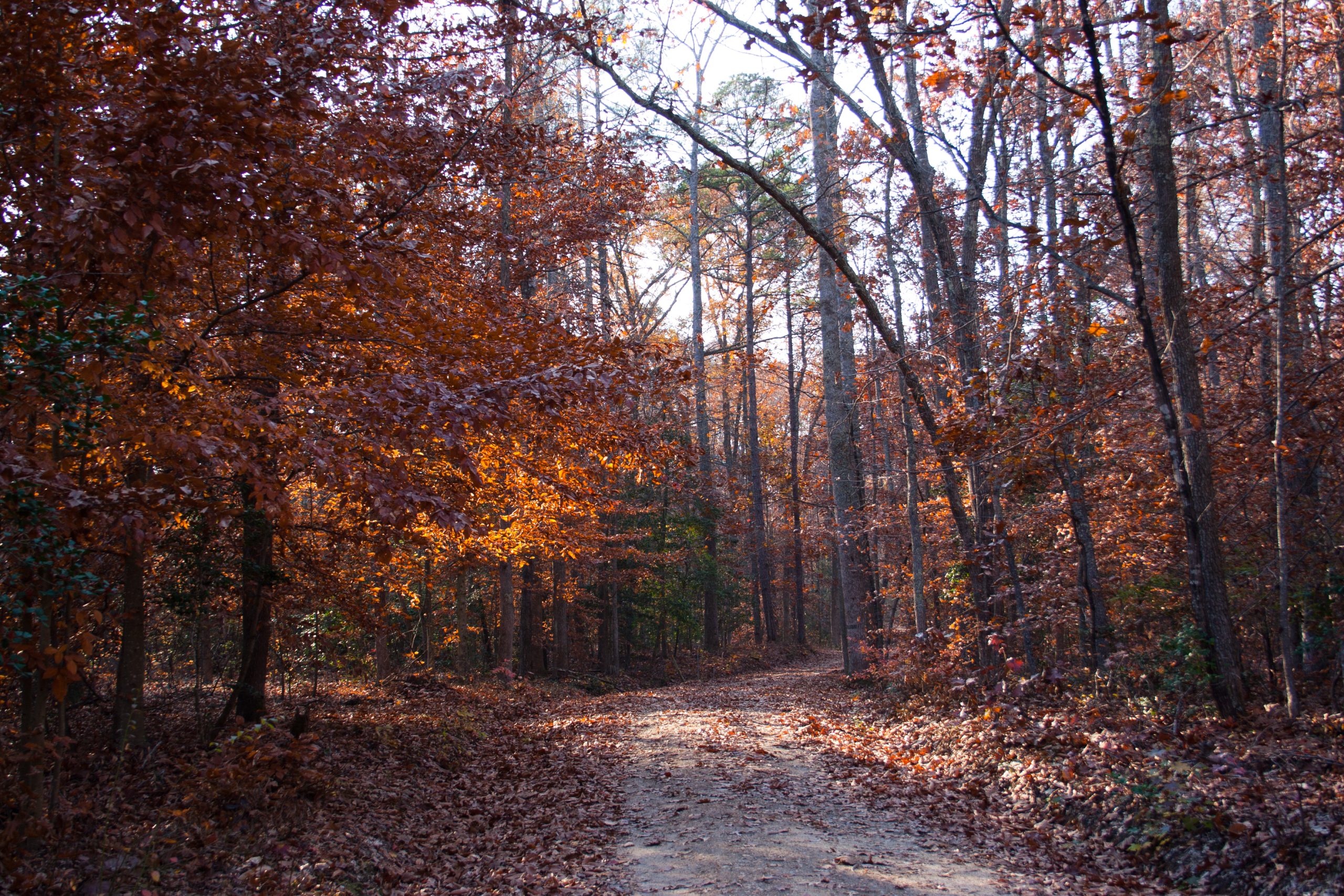 Pocahontas State Park Mountain Bike Trail Status