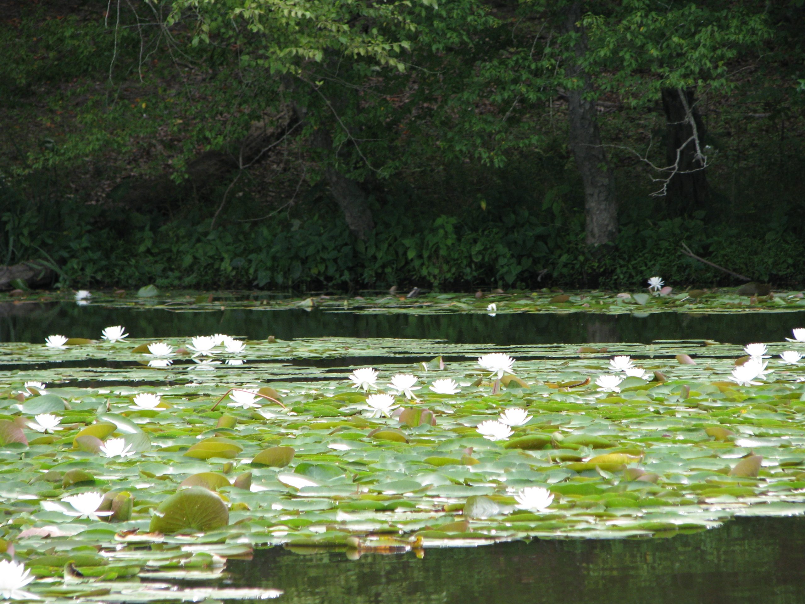 Pocahontas State Park RV Camping