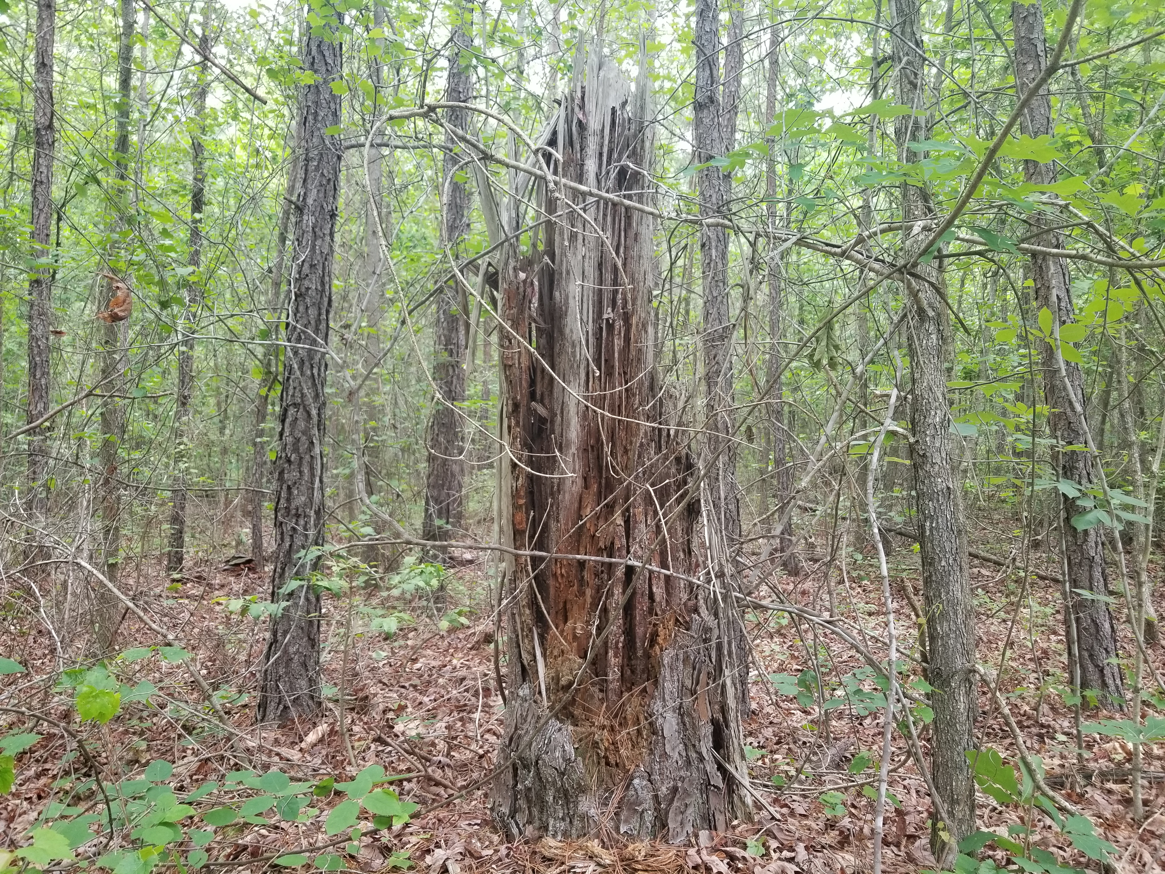 Pocahontas State Park Biking