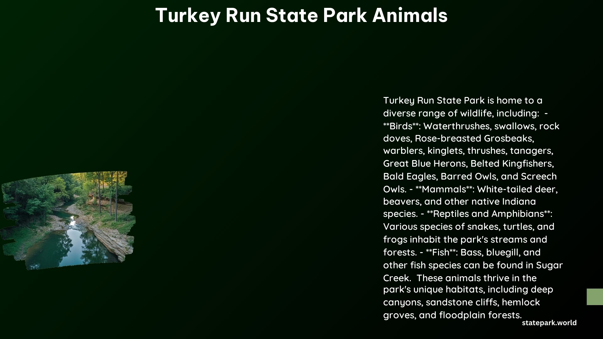 Turkey Run State Park Animals