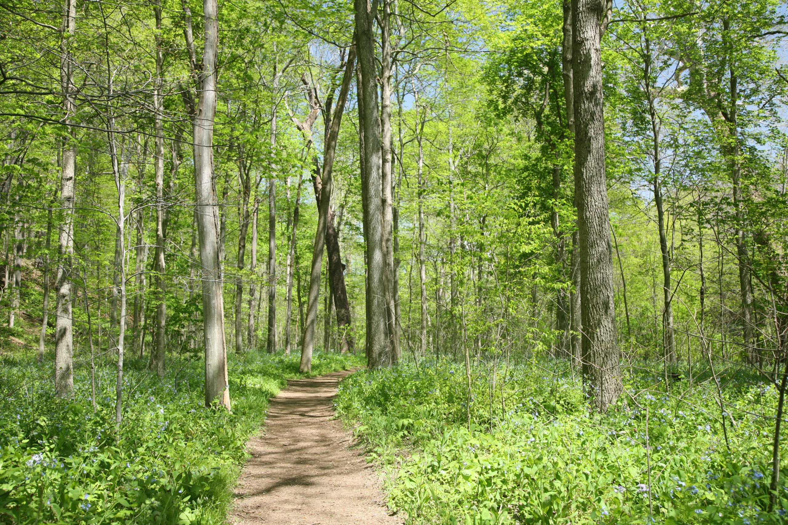 Turkey Run State Park Deaths