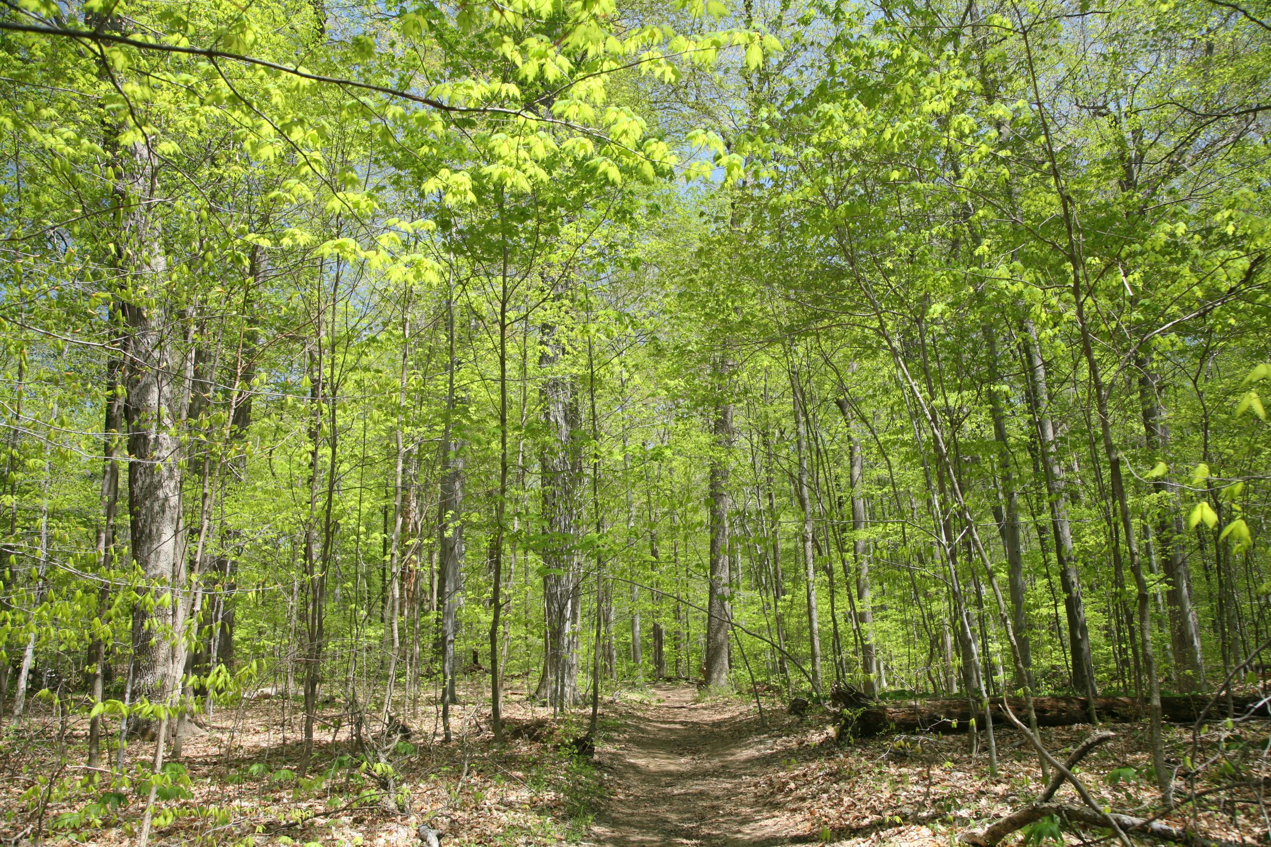 Turkey Run State Park Campground Check