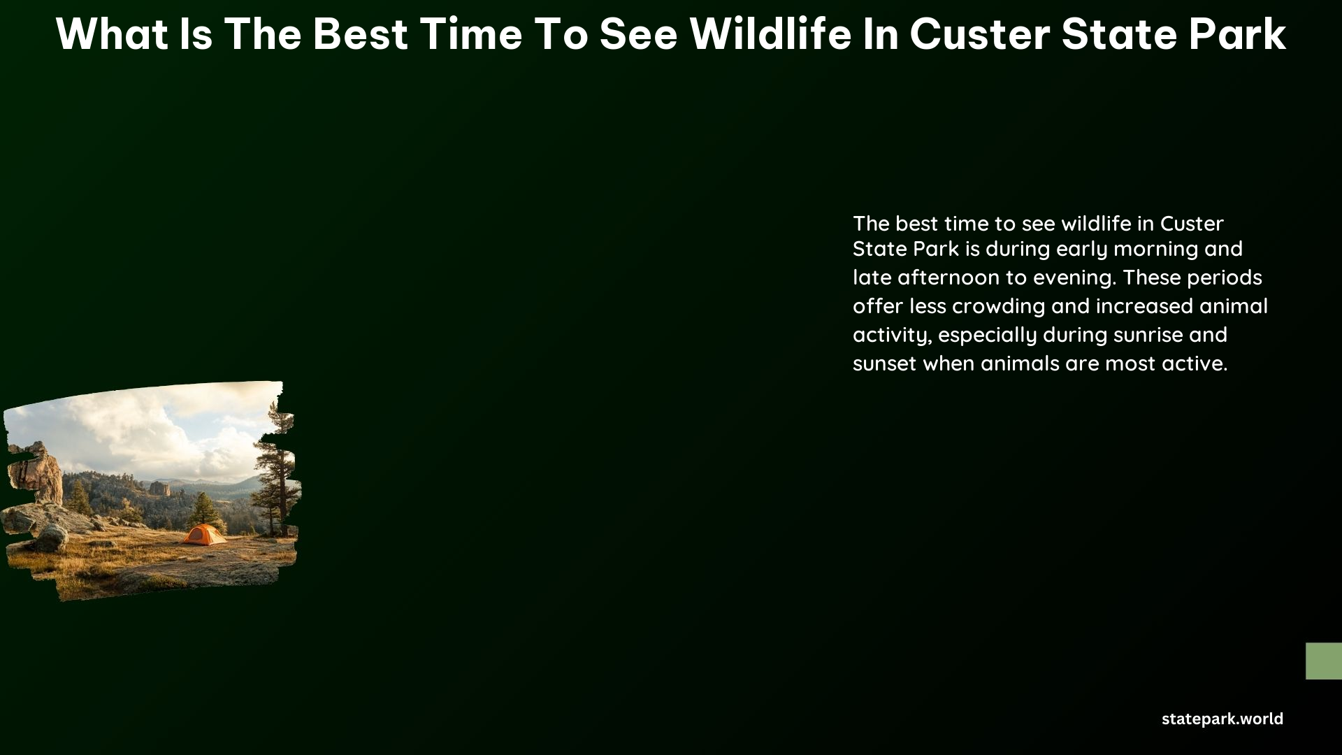 What Is the Best Time to See Wildlife in Custer State Park