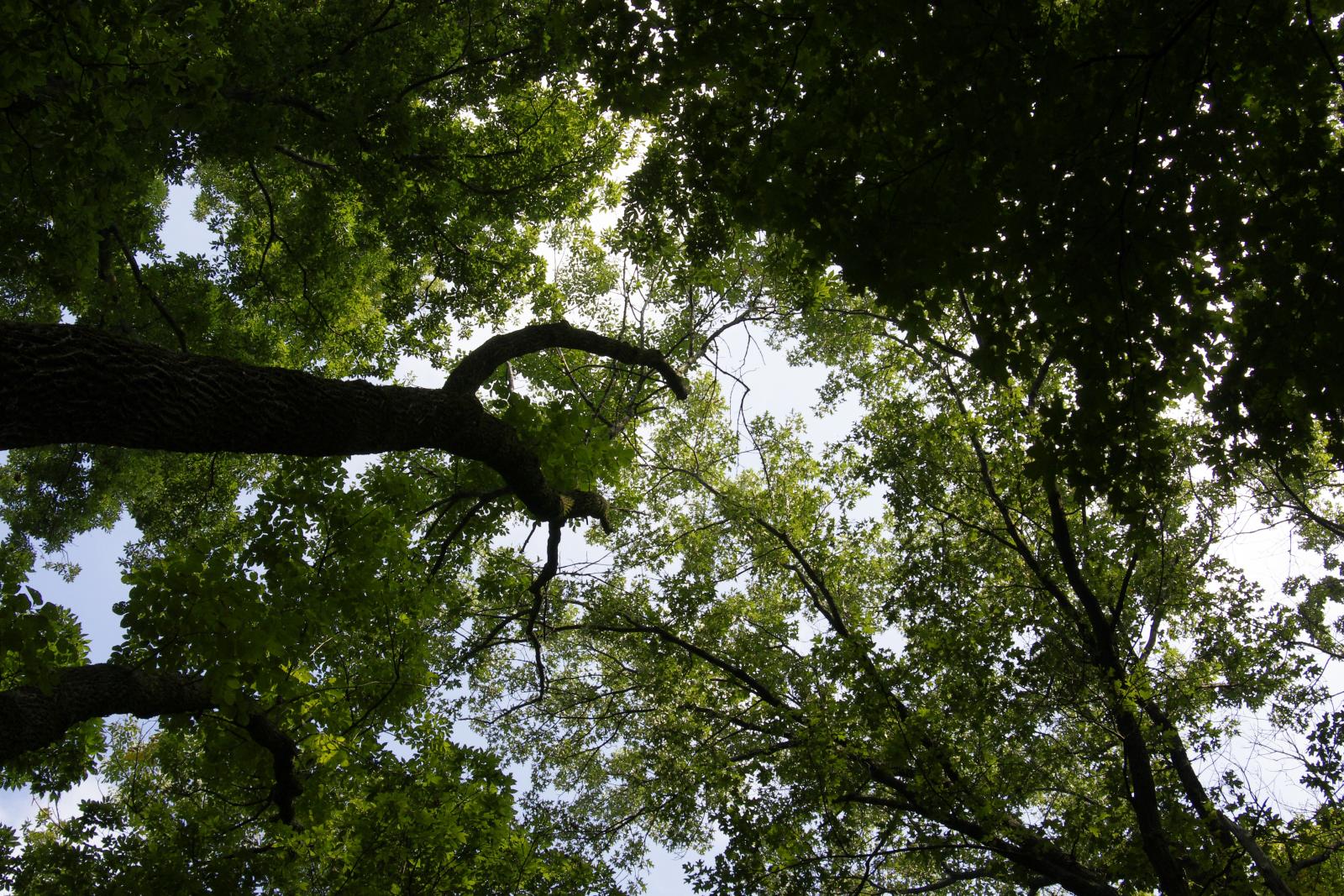 Brown County State Park Nature Center Wedding