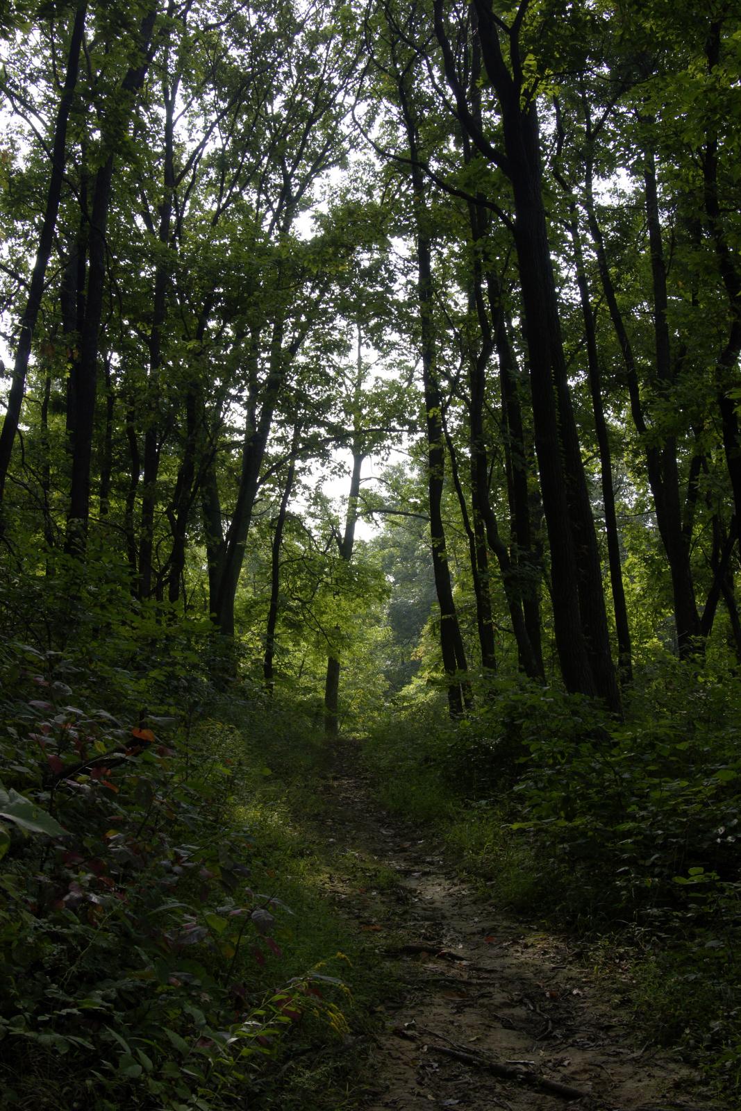 Brown County State Park Upper Shelter