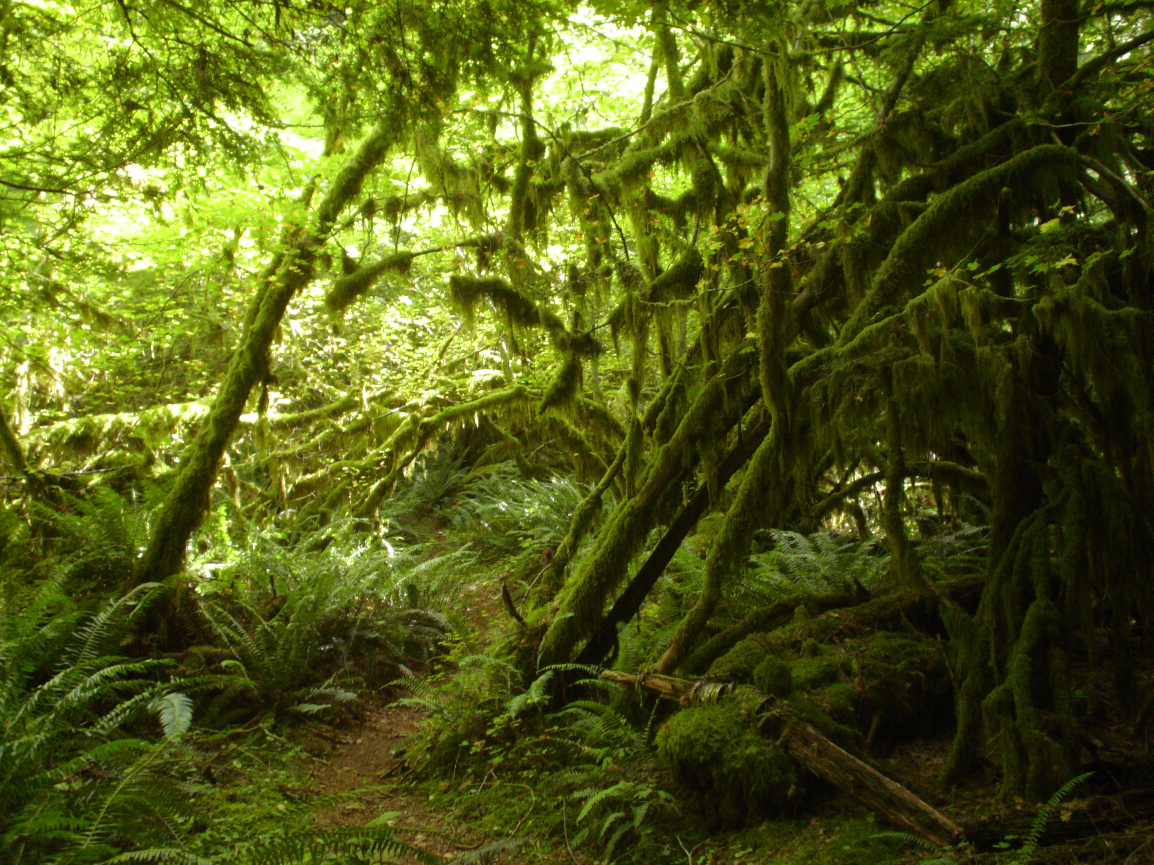 Is Silver Falls State Park Open