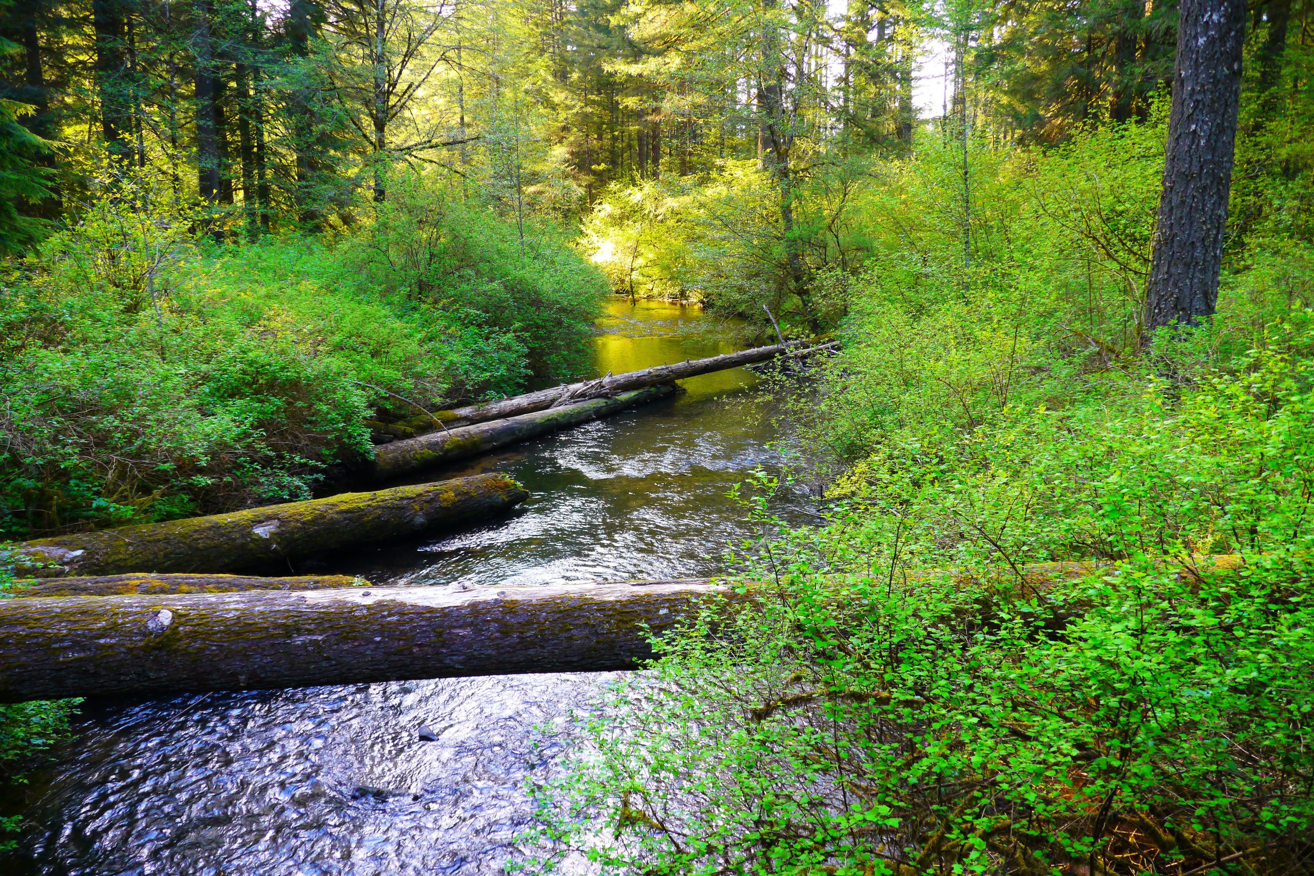 Silver Falls State Park Nearest Airport