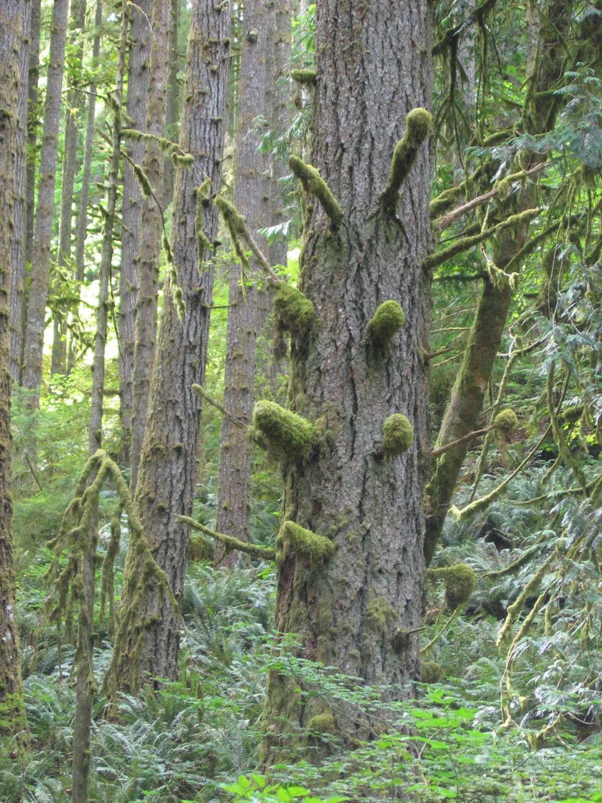 Silver Falls State Park Fire