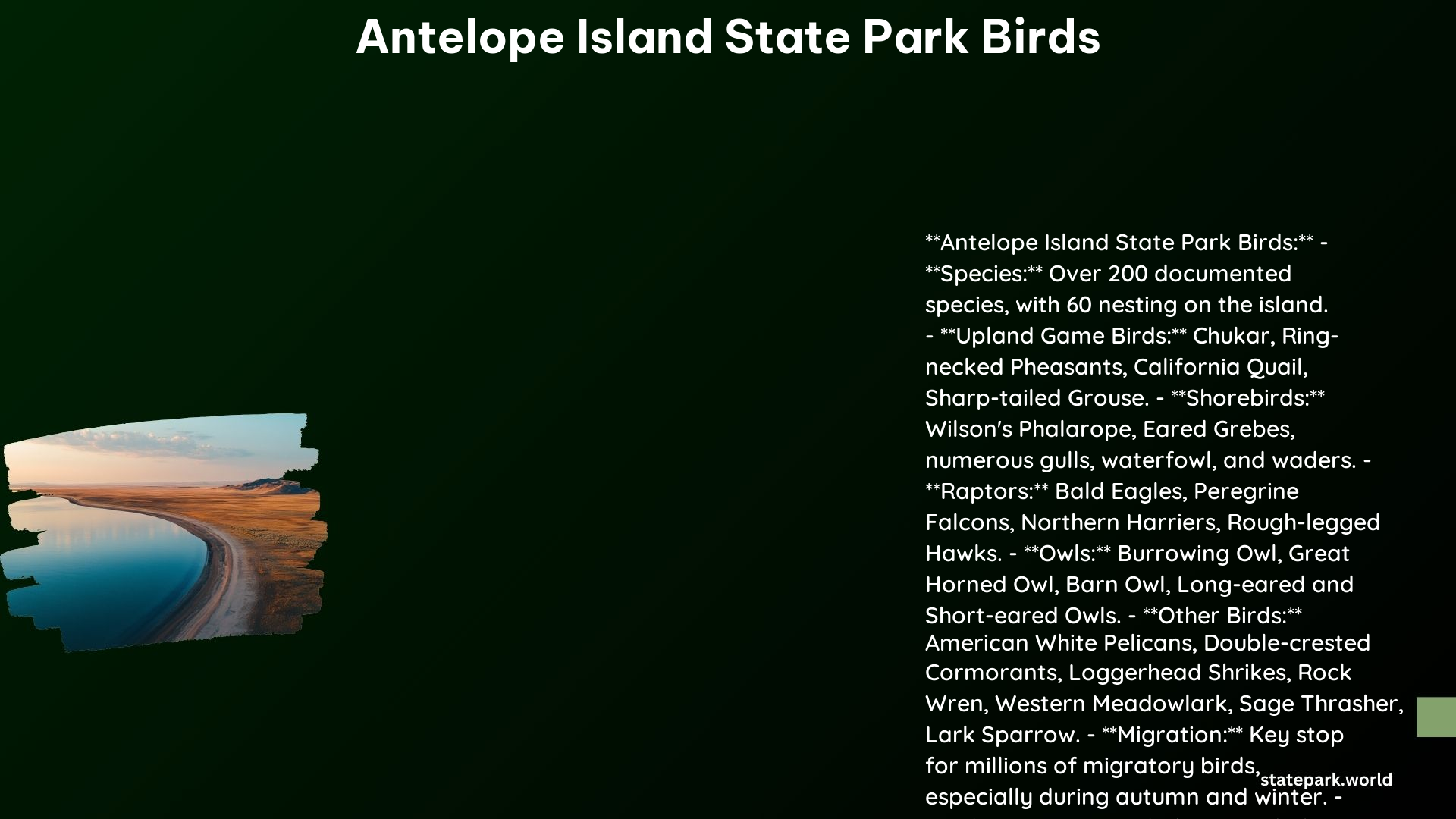 Antelope Island State Park Birds