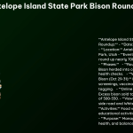 Antelope Island State Park Bison Roundup