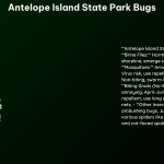 Antelope Island State Park Bugs