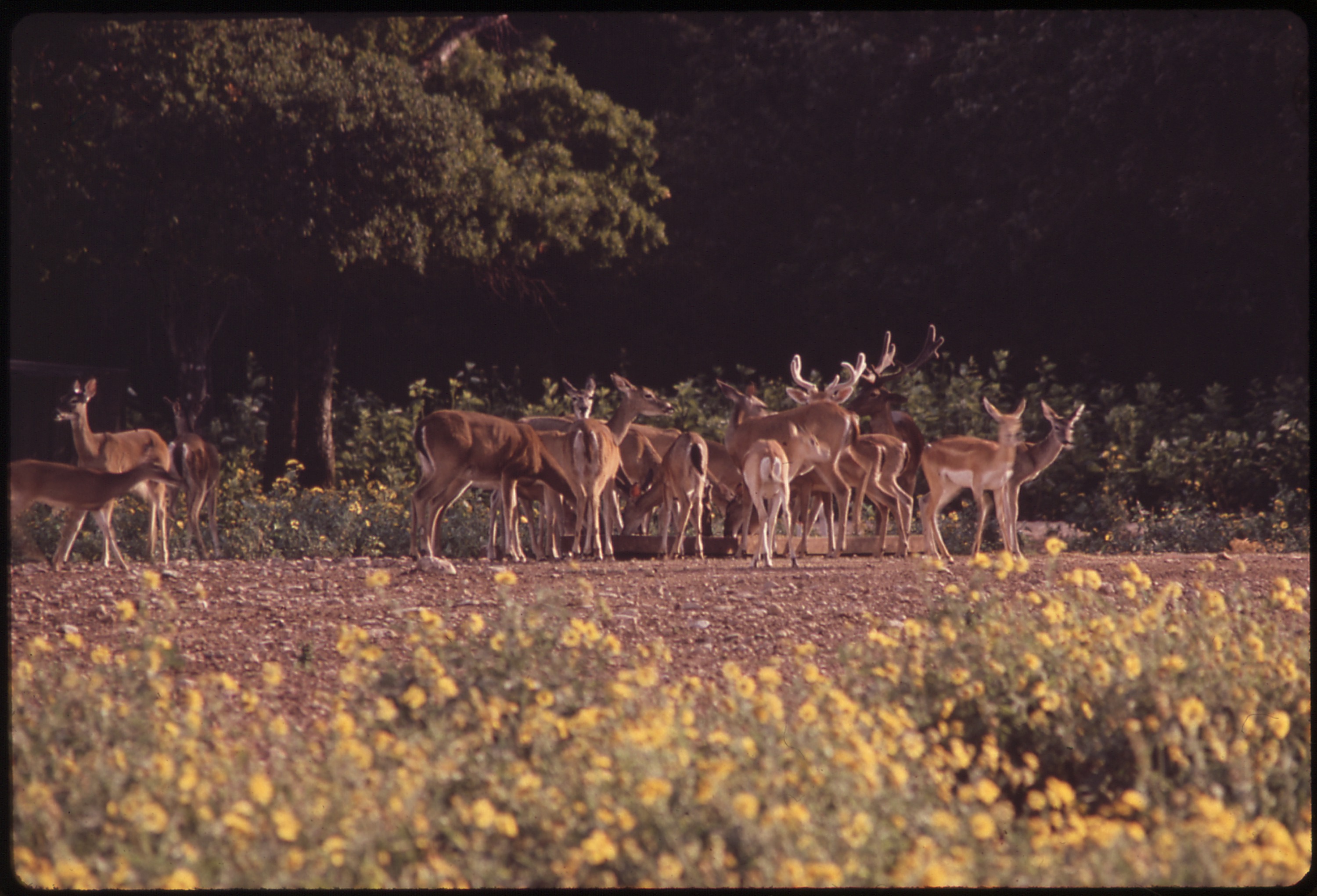 When Did Garner State Park Open